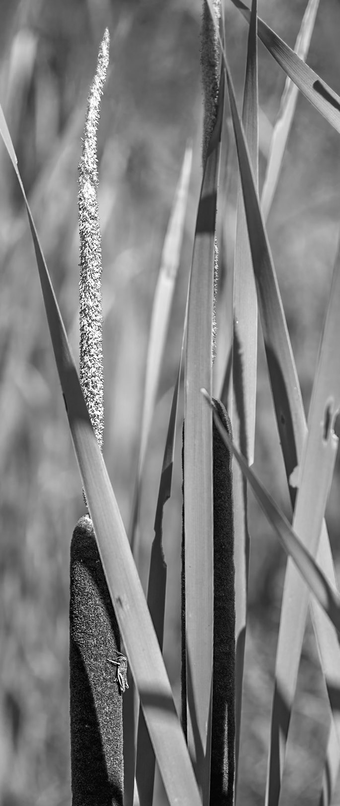 Jiminy Cattail