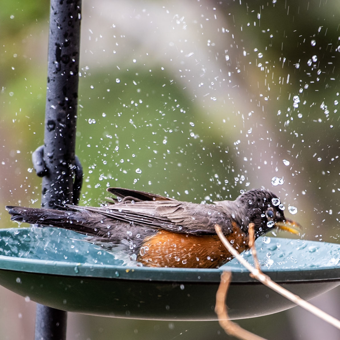 American Robin (Turdus migratirius)