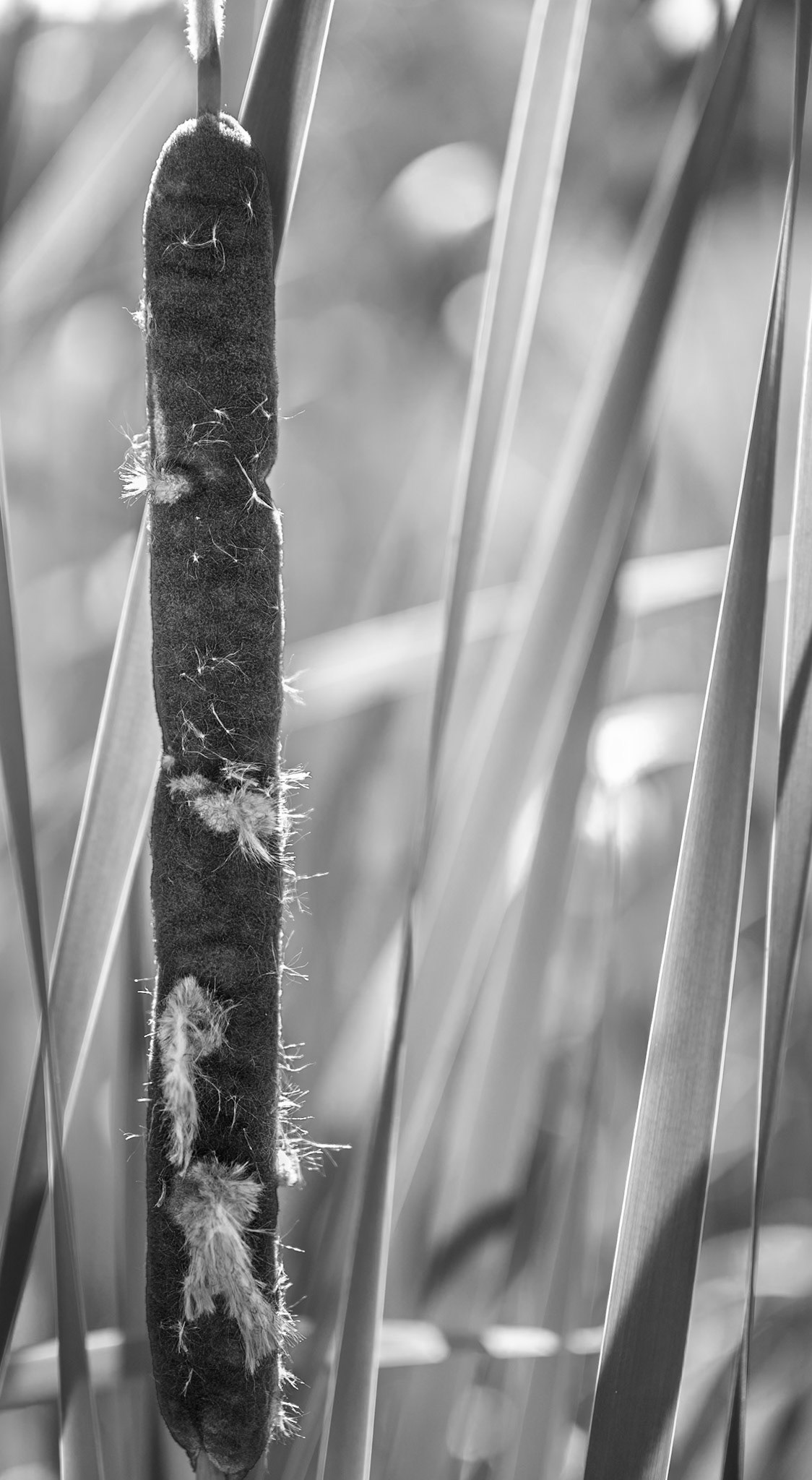 molting cattail