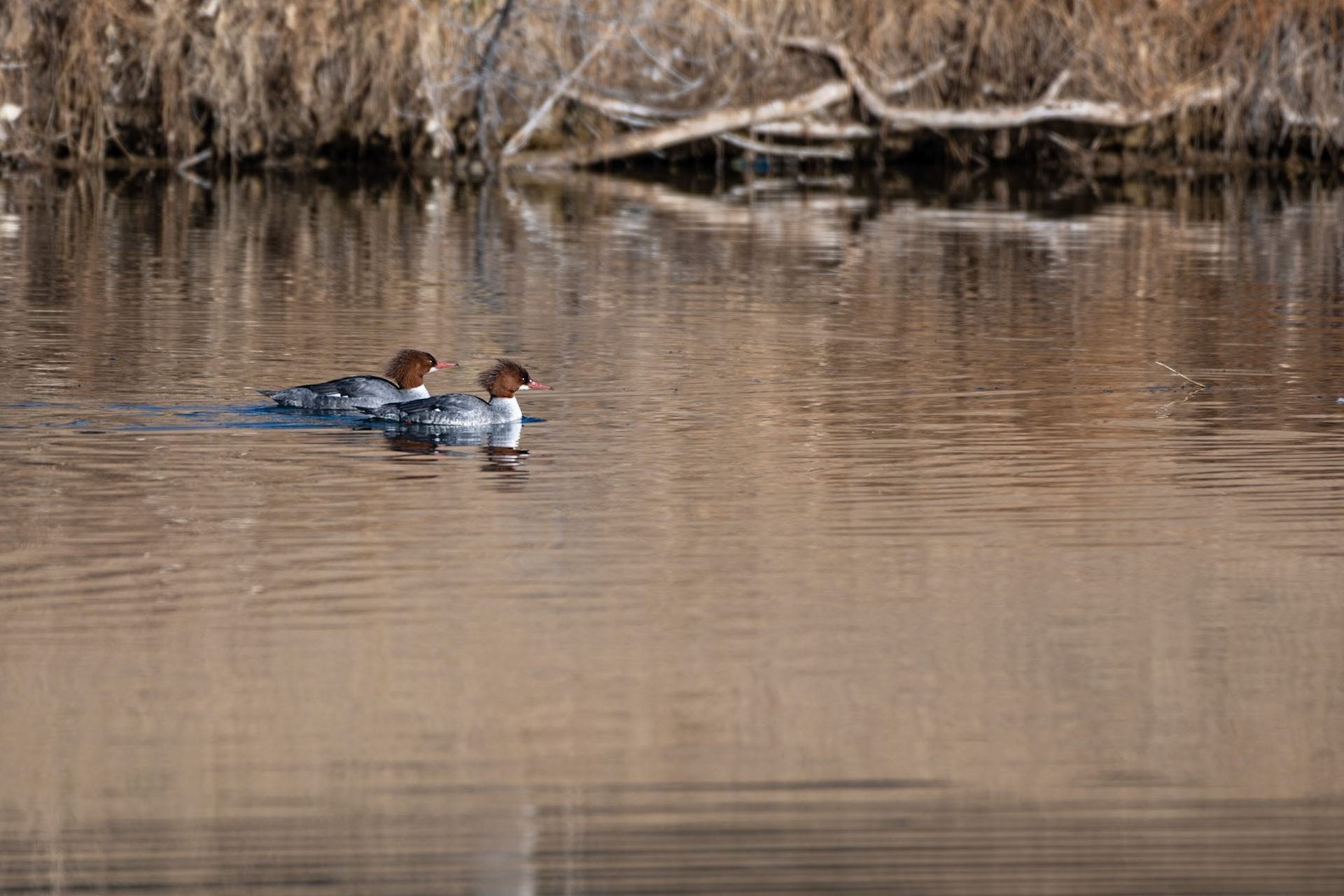 Common Merganser (Mergus merganser americanus) - Female