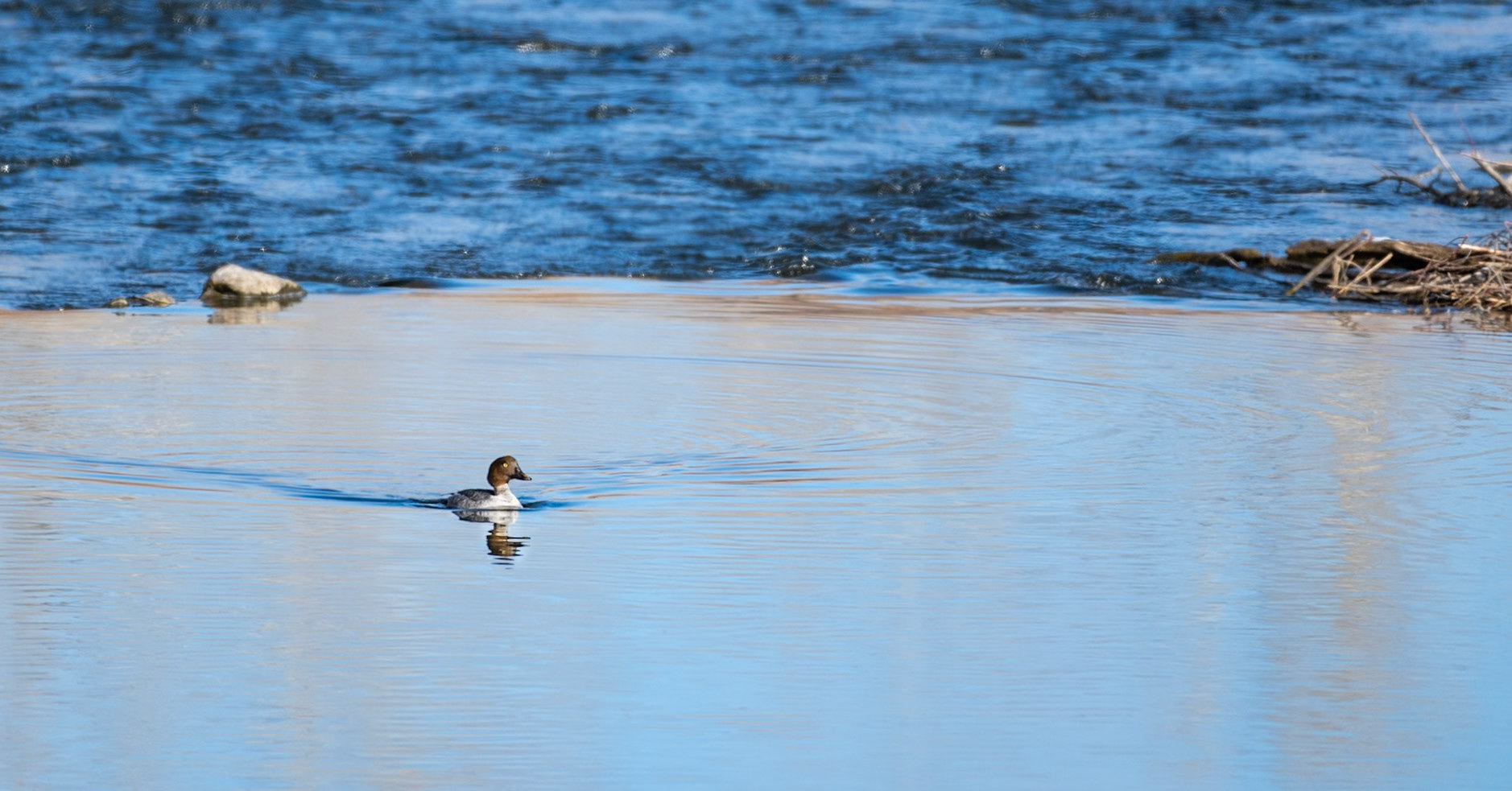 Common Goldeneye (Bucephala clangula)