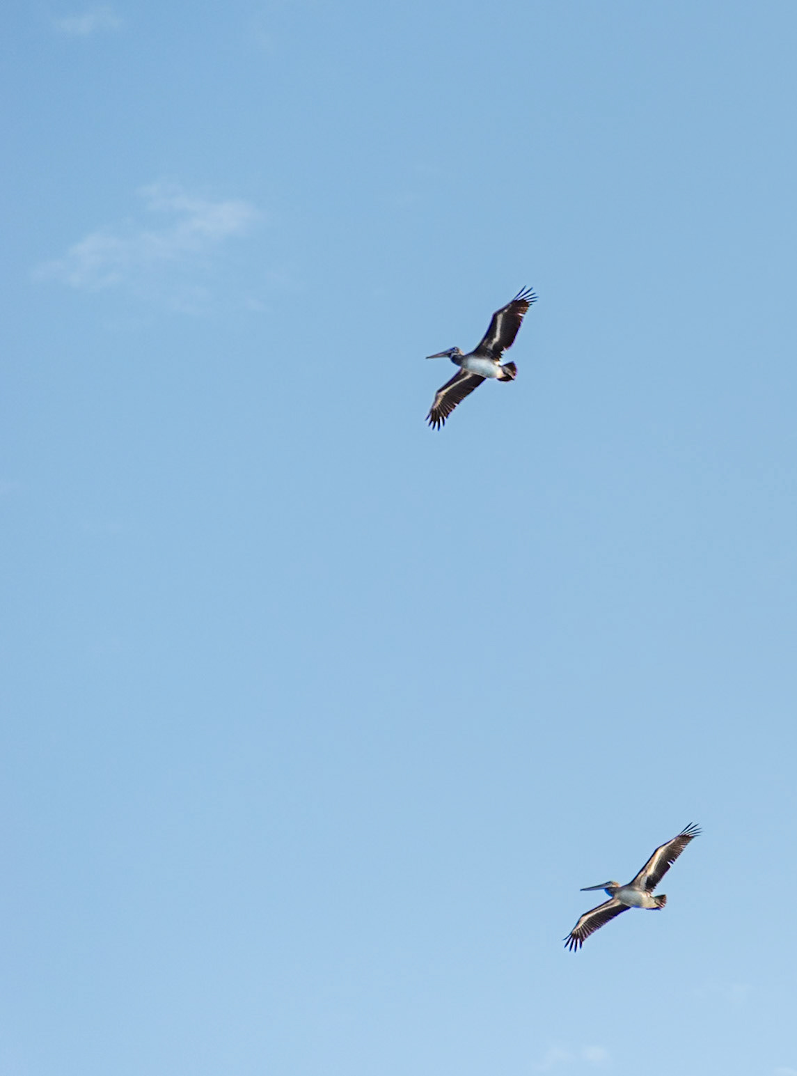 Galapagos Islands Brown Pelicans