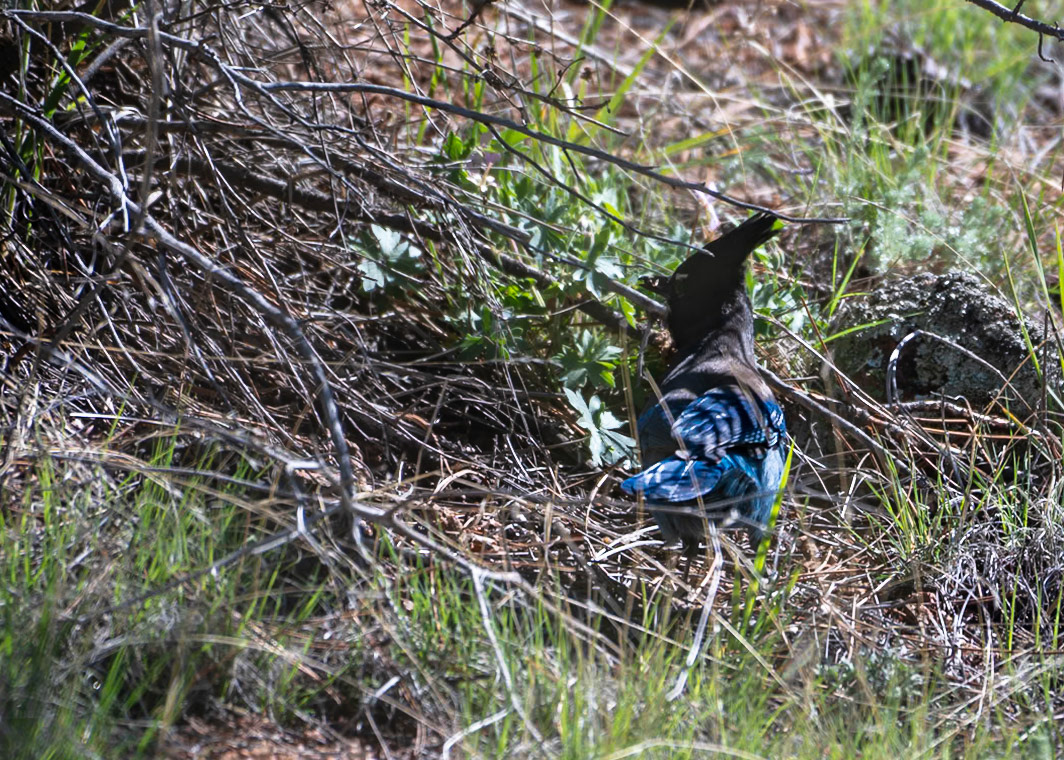 Steller's Jay (Cyanocitta stelleri)