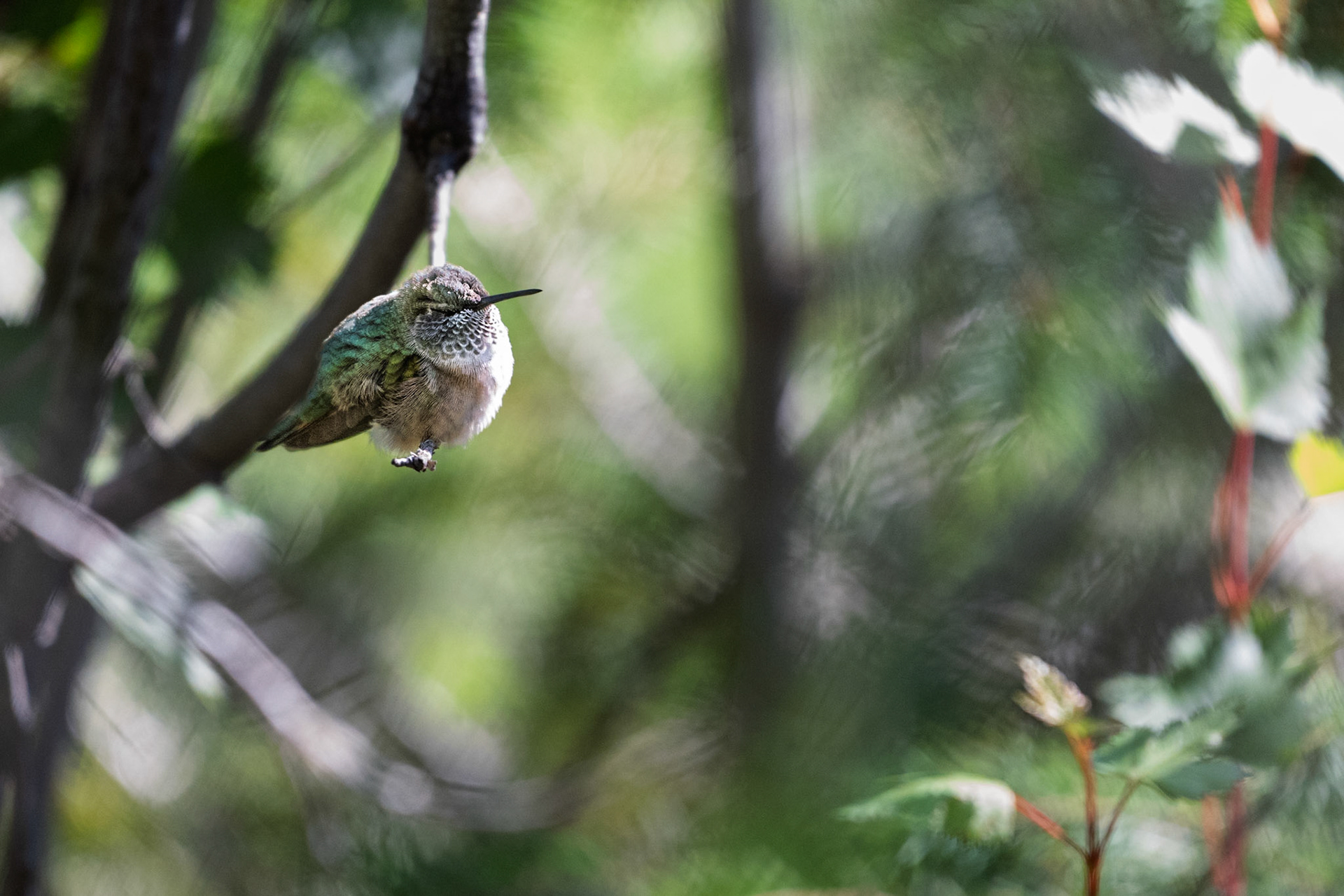 possibly Broad-tailed Hummingbird (Selasphorus platycercus)