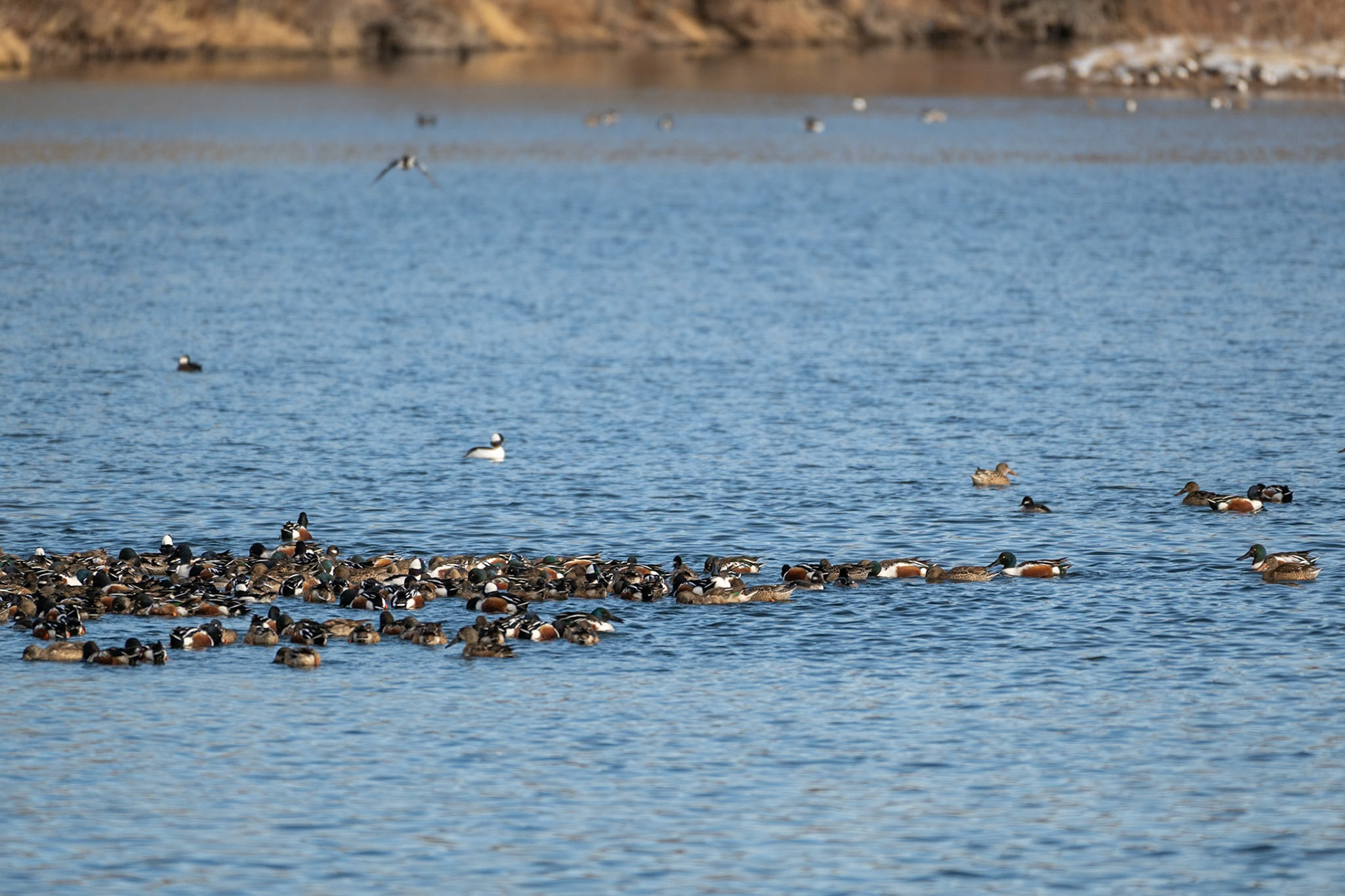 Northern Shoveler (Spatula clypeata) - et al - quite the pod of assorted folks