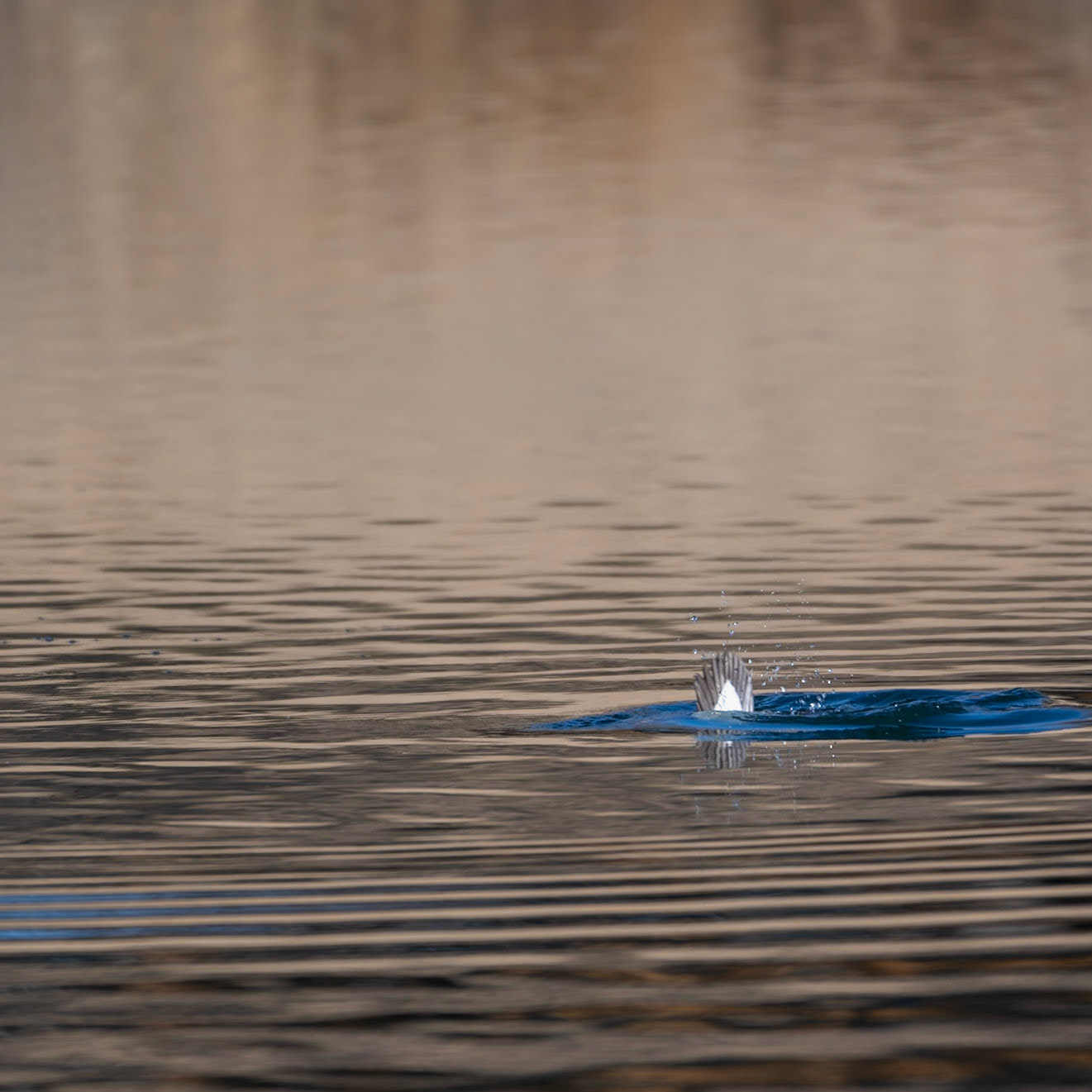 Common Goldeneye - Immature Male - Diving sequence