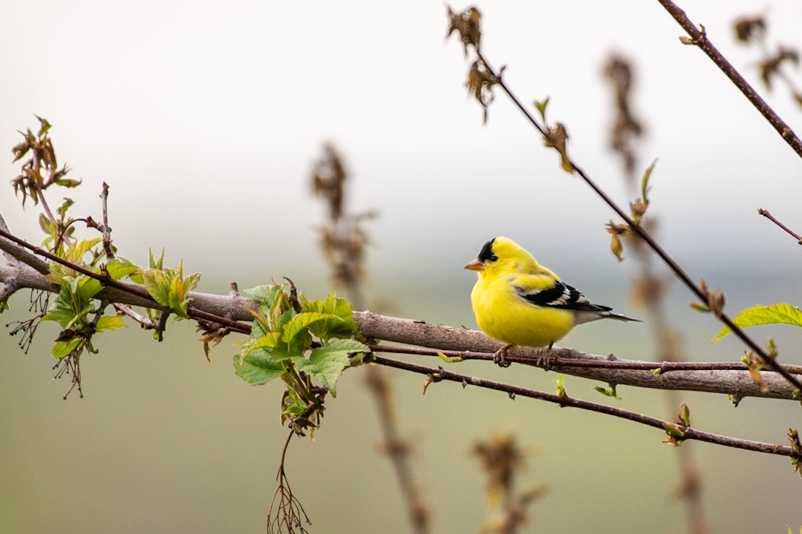 American Goldfinch (Spinus tristis)