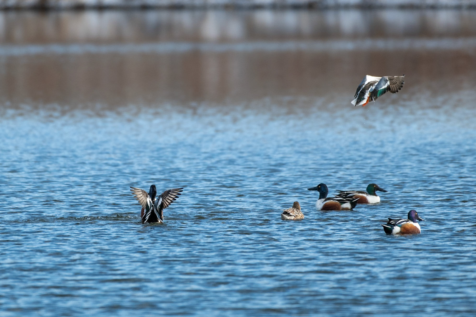 Northern Shoveler Flight Pattern-7/9