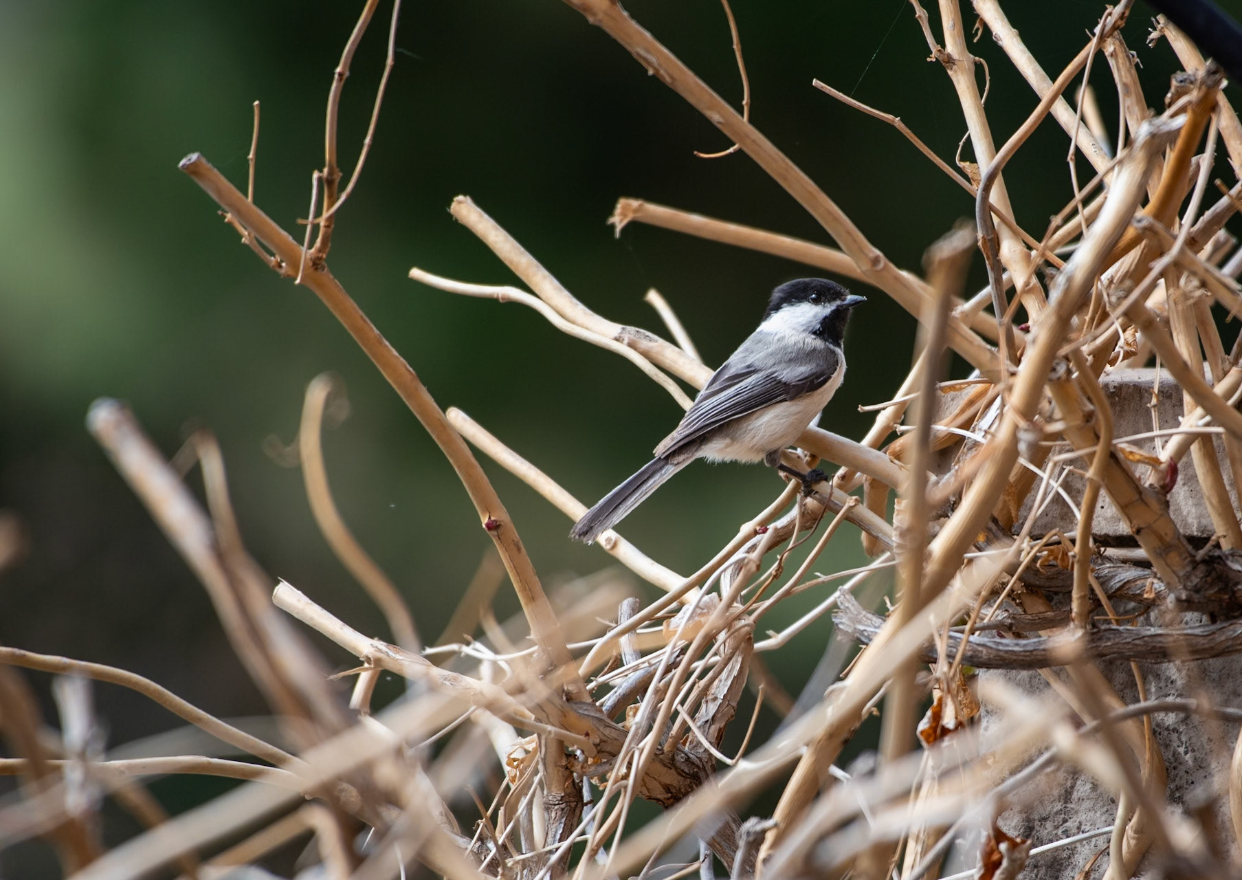 Black-capped Chickadee (Poecile atricapillus). The cocked head made me laugh as it appeared to be posing.