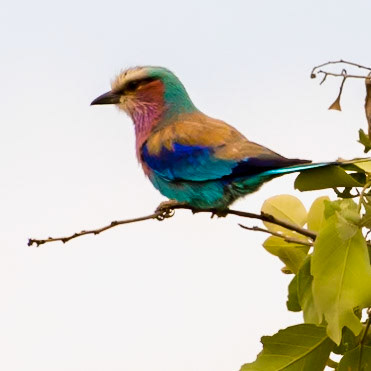 Lilac-Breasted Roller (Coracias caudatus) This one is dry, compare to the puffed up fluffly one drying after a bath.