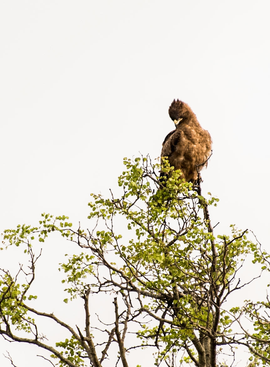 Africa: Wahlberg's eagle (Hieraaetus wahlbergi) Named after the Swedish naturalist Johan August Wahlberg.
