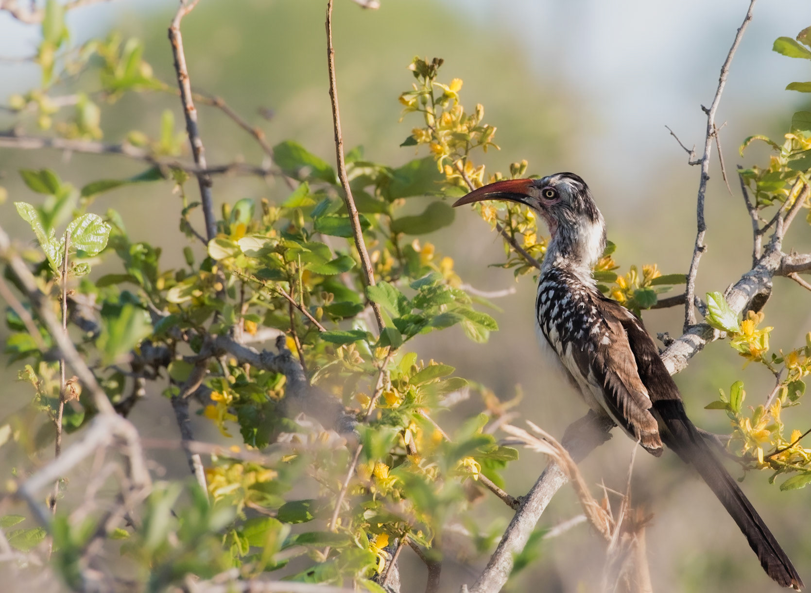 African Grey Hornbill (Tockus nasutus) The most common species of hornbill found in Africa. They're herbivores whose diet consists of fruits, seeds, and insects.