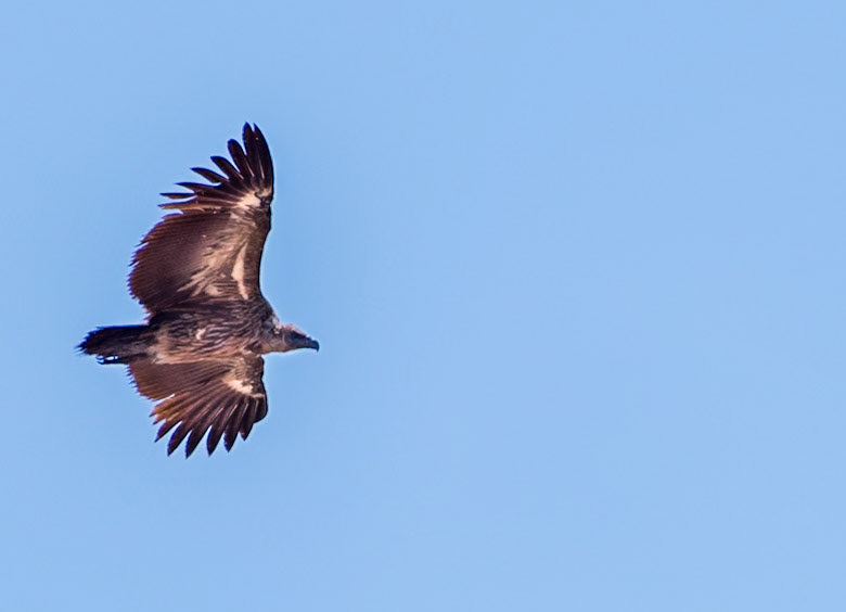 Zimbabwe - vulture