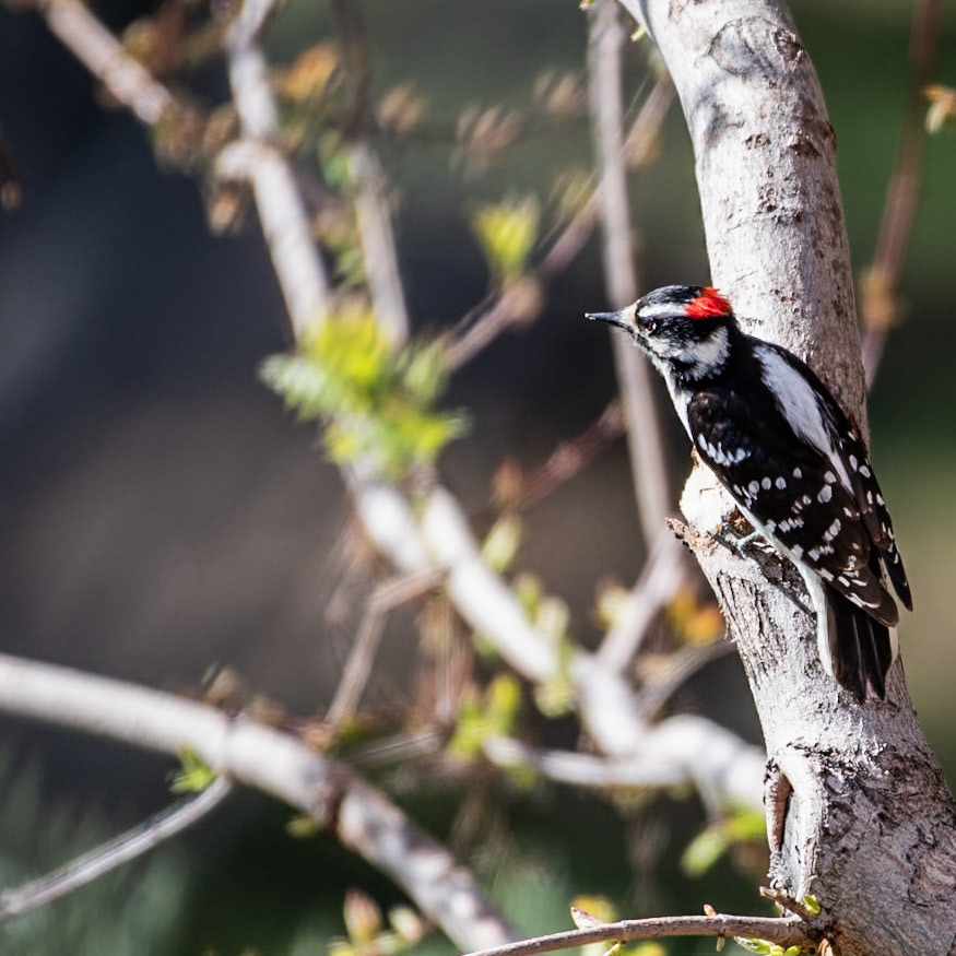 Male downy woodpecker (Dryobates pubescens)
