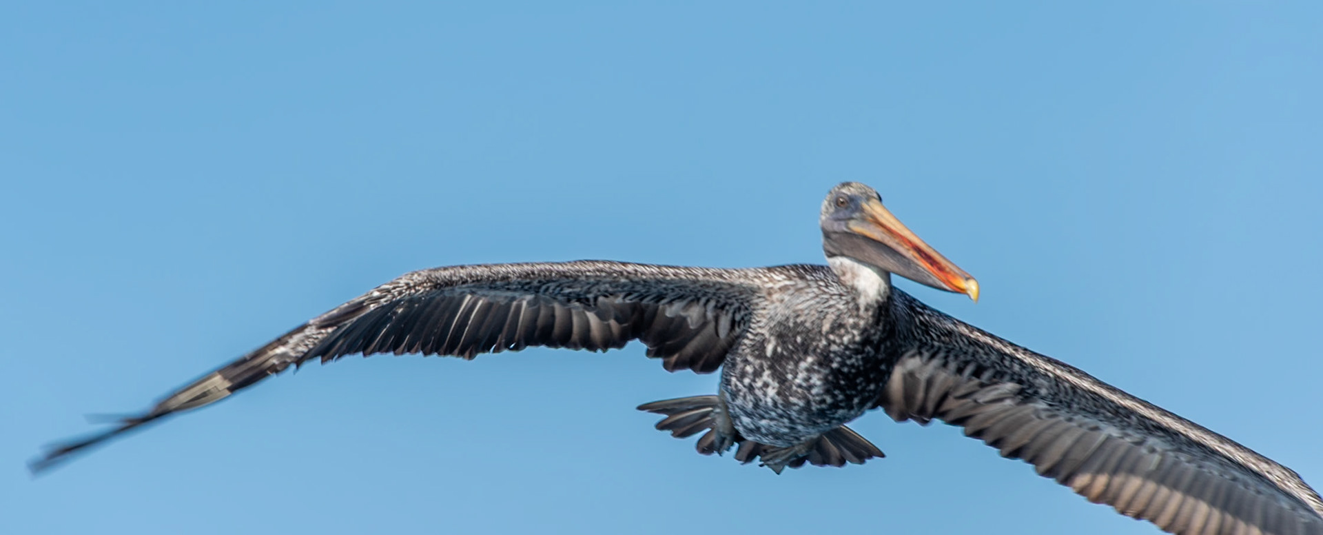 Brown Pelican (Pelecanus occidentalis) in the Galapagos Islands