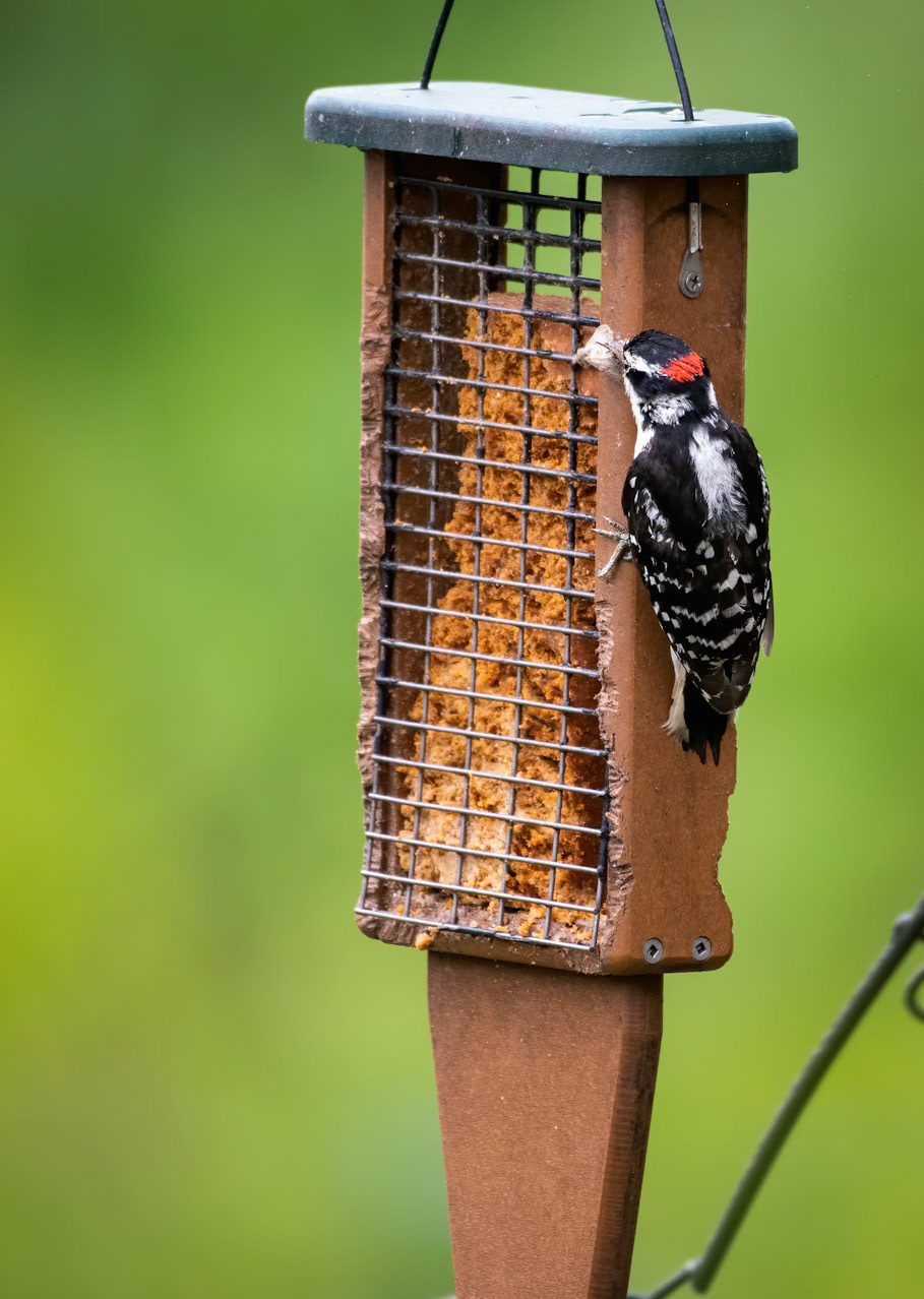 downy woodpecker (Dryobates pubescens) with a beak full of moth