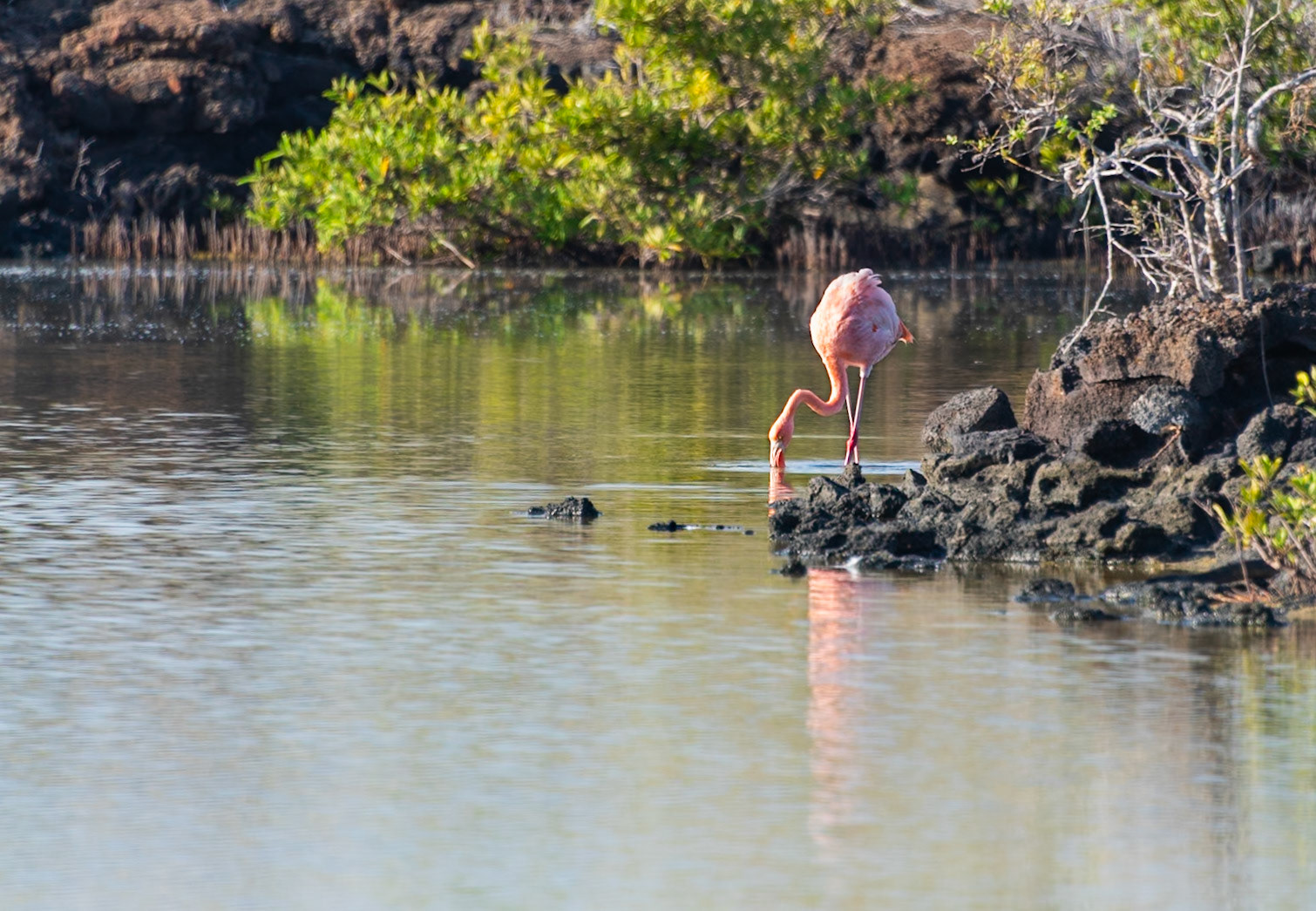 Rosy Flamingo (Phoenicopterus ruber roseus) on Rabida Island, Galapagos Islands