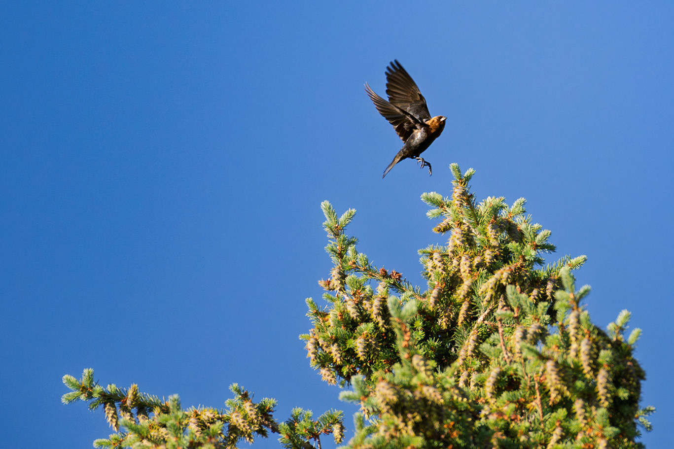 Brown-headed cowbird (Molothrus ater)