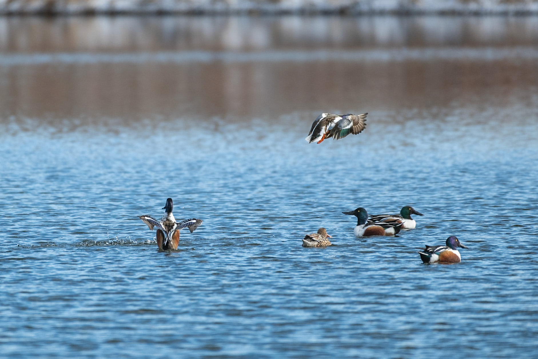 Northern Shoveler Flight Pattern-4/9