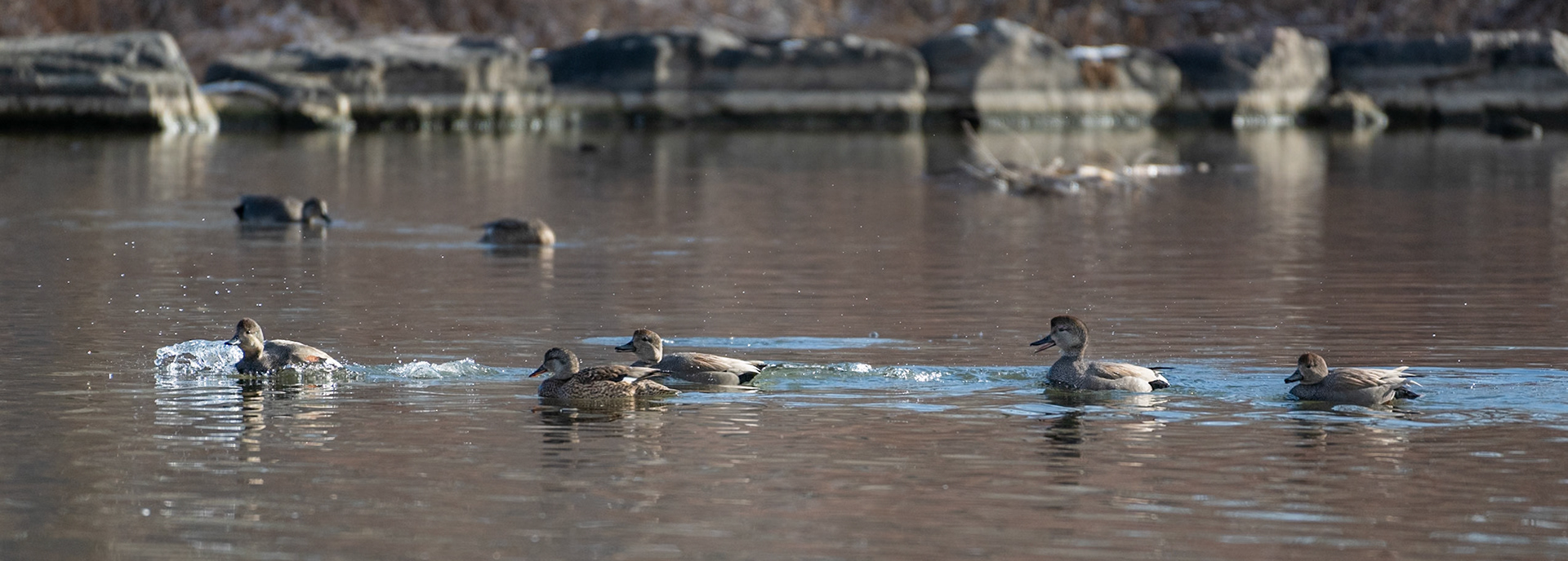 Gadwall (Mareca strepera)