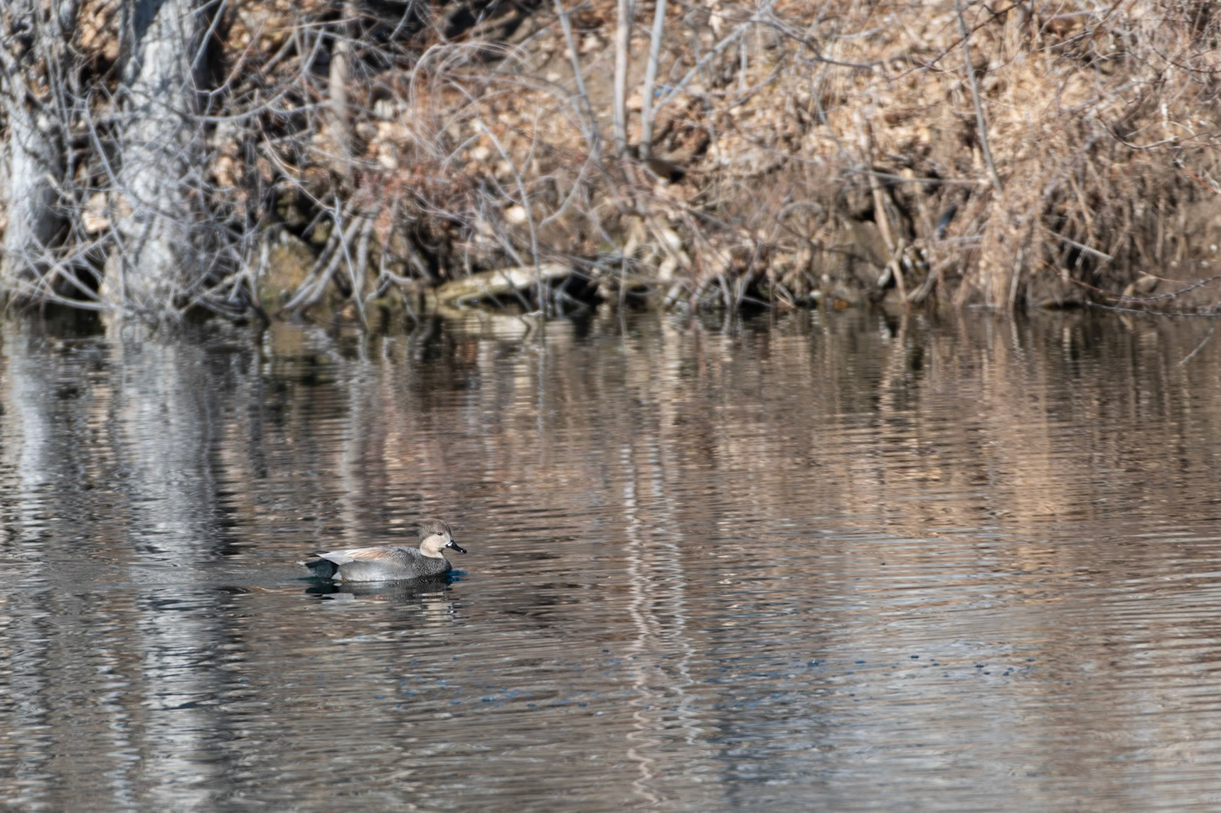 Gadwall (Mareca strepera)