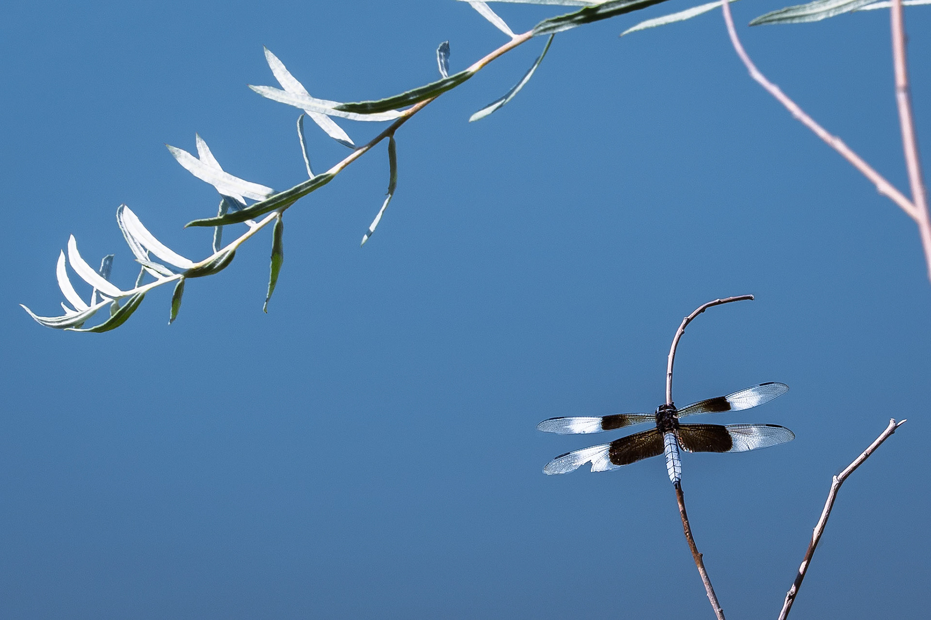 Widow Skimmer (Libellula luctuosa)
