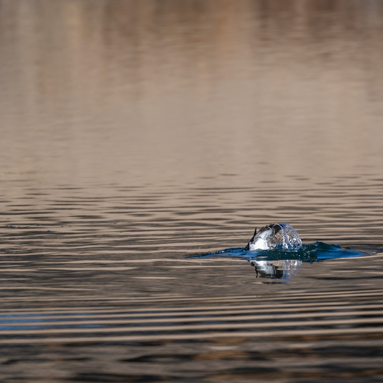 Common Goldeneye - Immature Male - Diving sequence