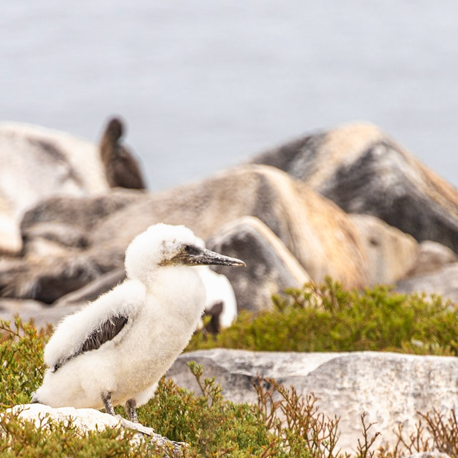Infant Nazca Boobie are almost nothing more than balls of tuft down.