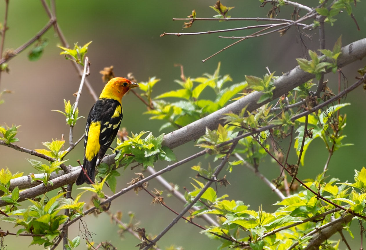 Bullock’s Oriole (Icterus bullockii)
