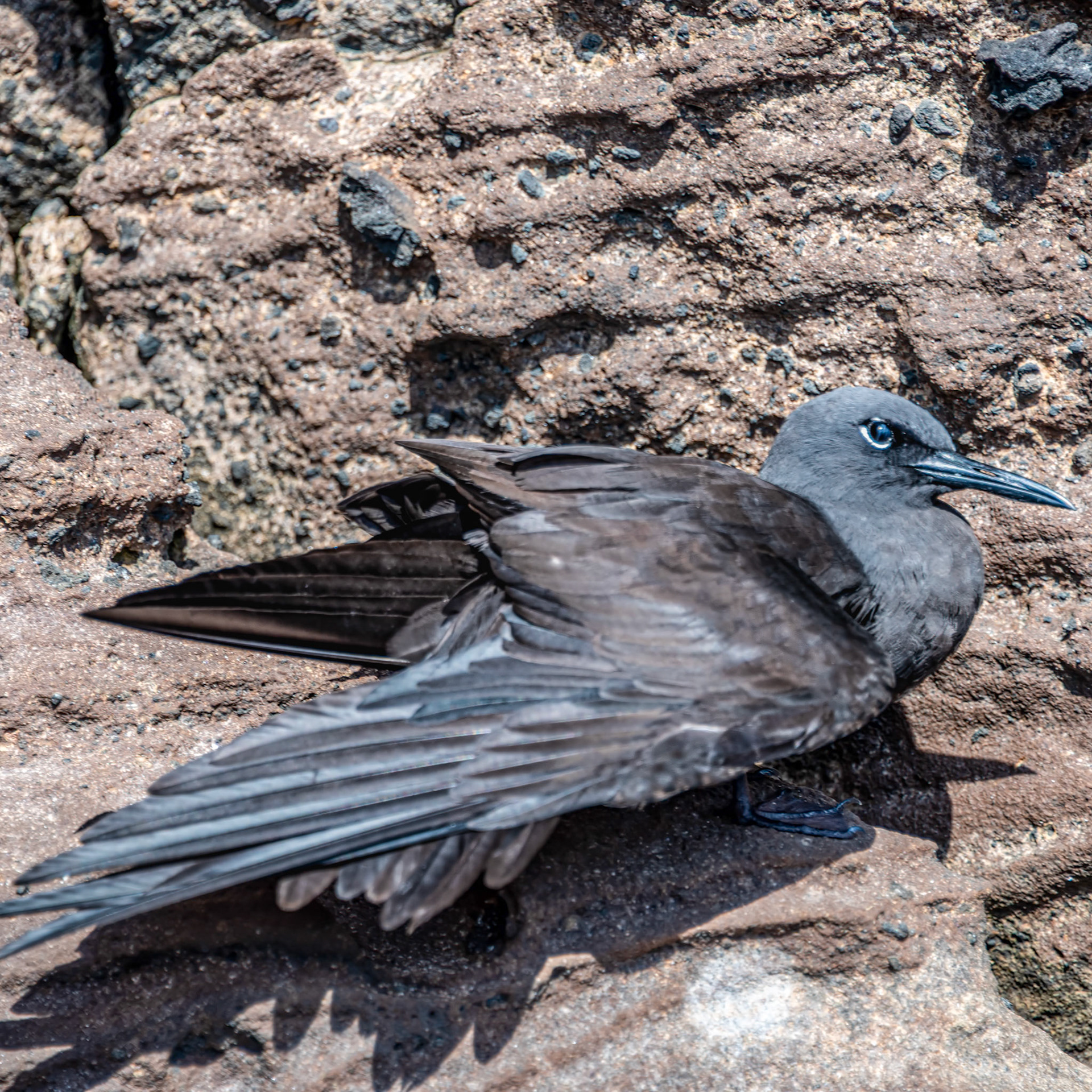 Galapagos Islands