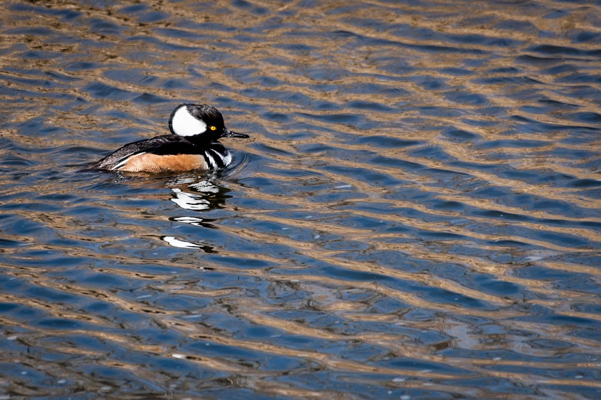 Hooded Merganser [Lophodytes cucullatus] - Male