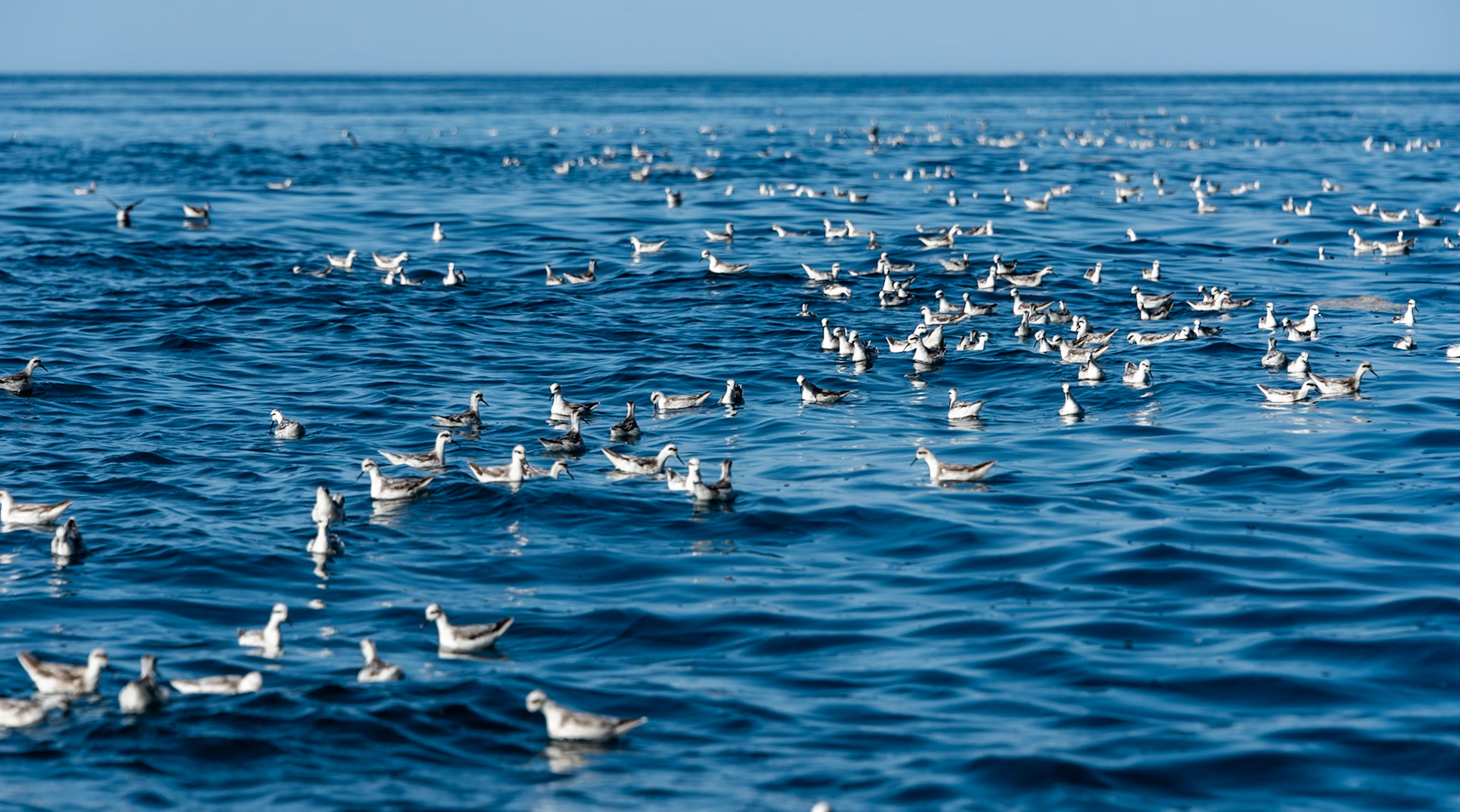Galapagos Islands