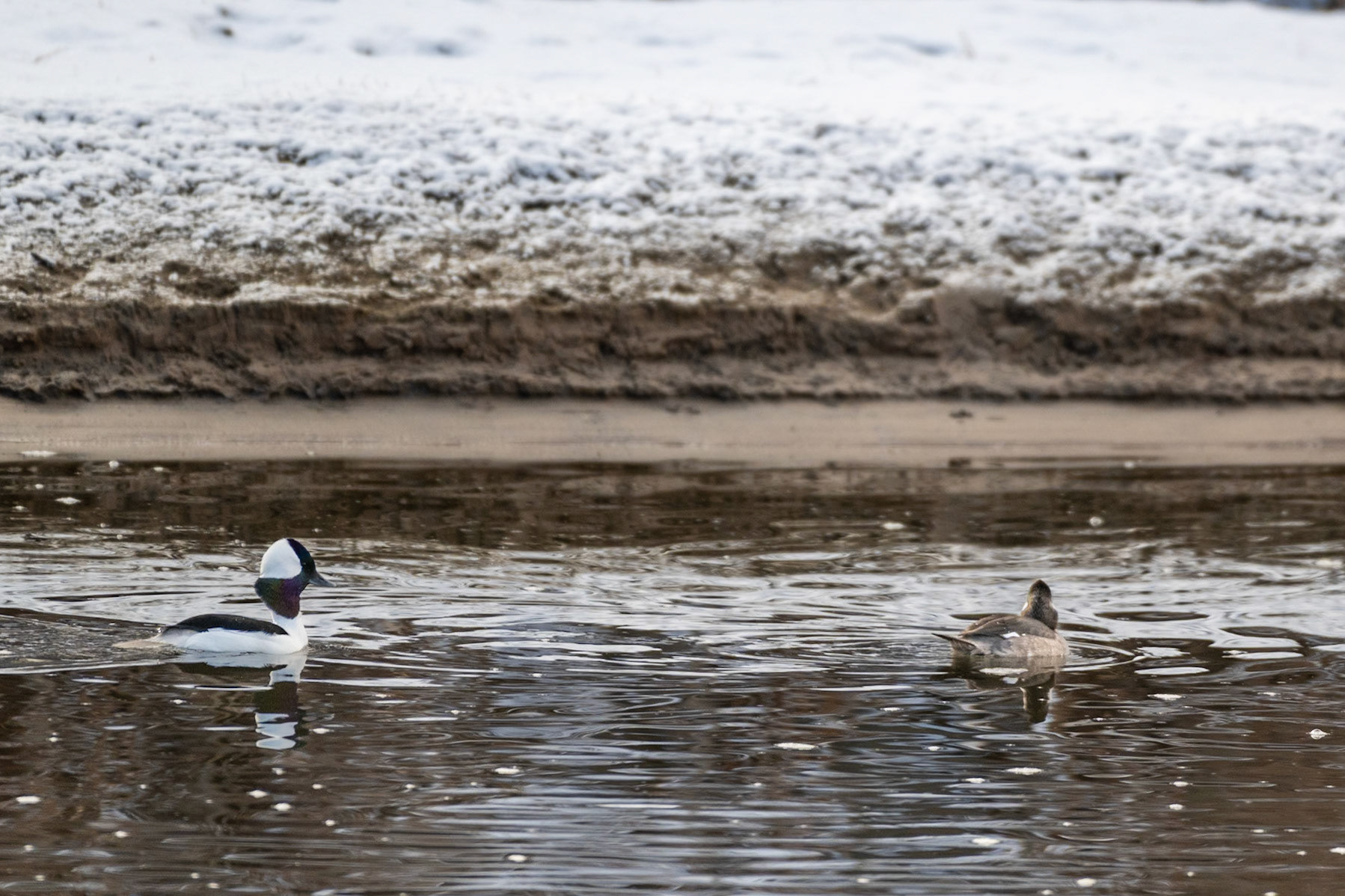 Bufflehead (Bucephala albeola) male and female. I liked the image sequence...