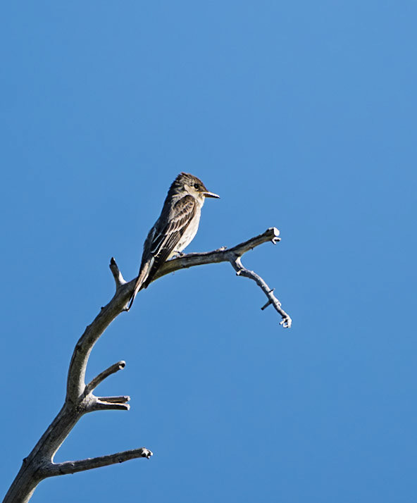 Olive-sided Fycatcher (Contopus cooperi)