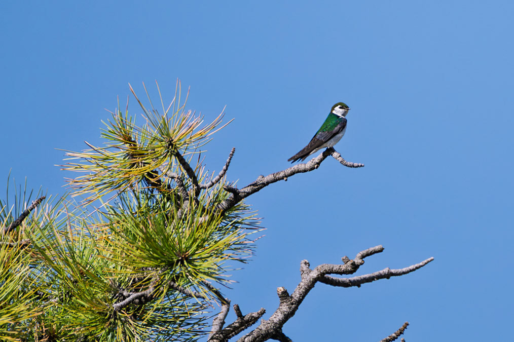 Violet-green Swallow (Tachycineta thalassina)