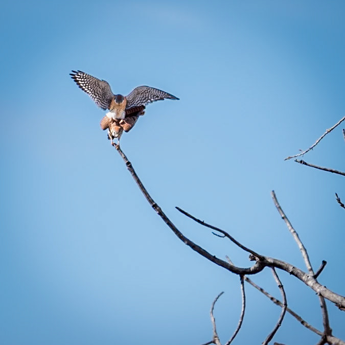 American Kestrel [Falco sparverius] - breeding pair