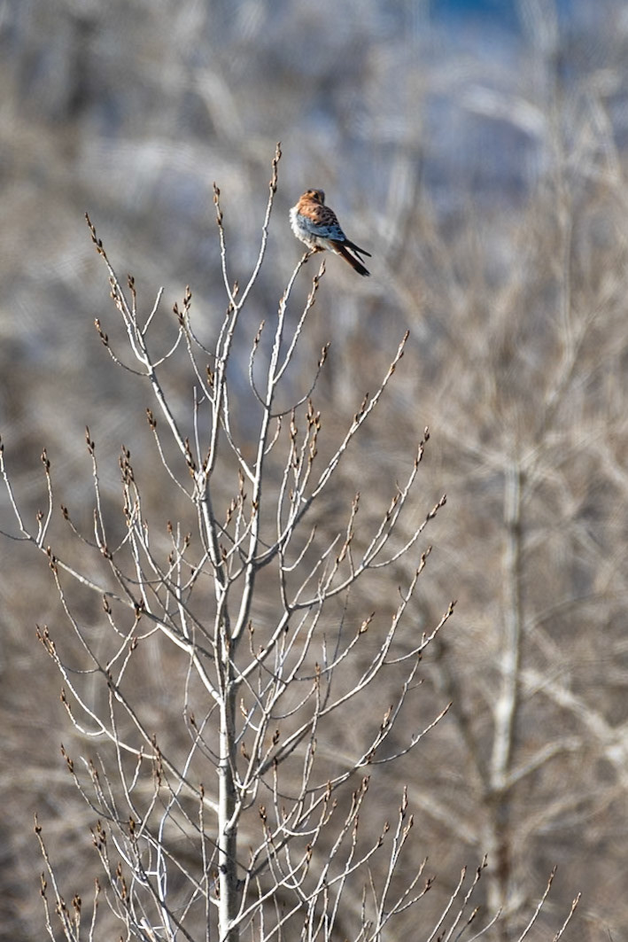 American Kestrel (Falco sparverius)