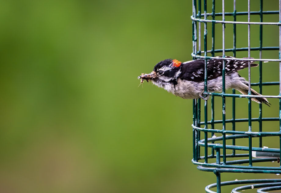 downy woodpecker (Dryobates pubescens)