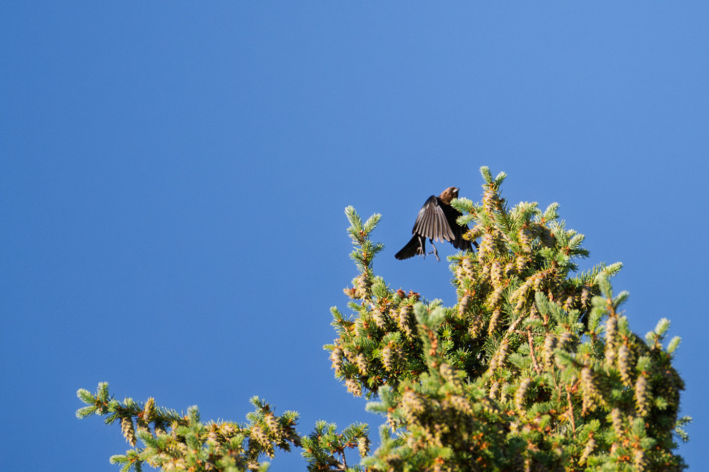 Brown-headed cowbird (Molothrus ater)