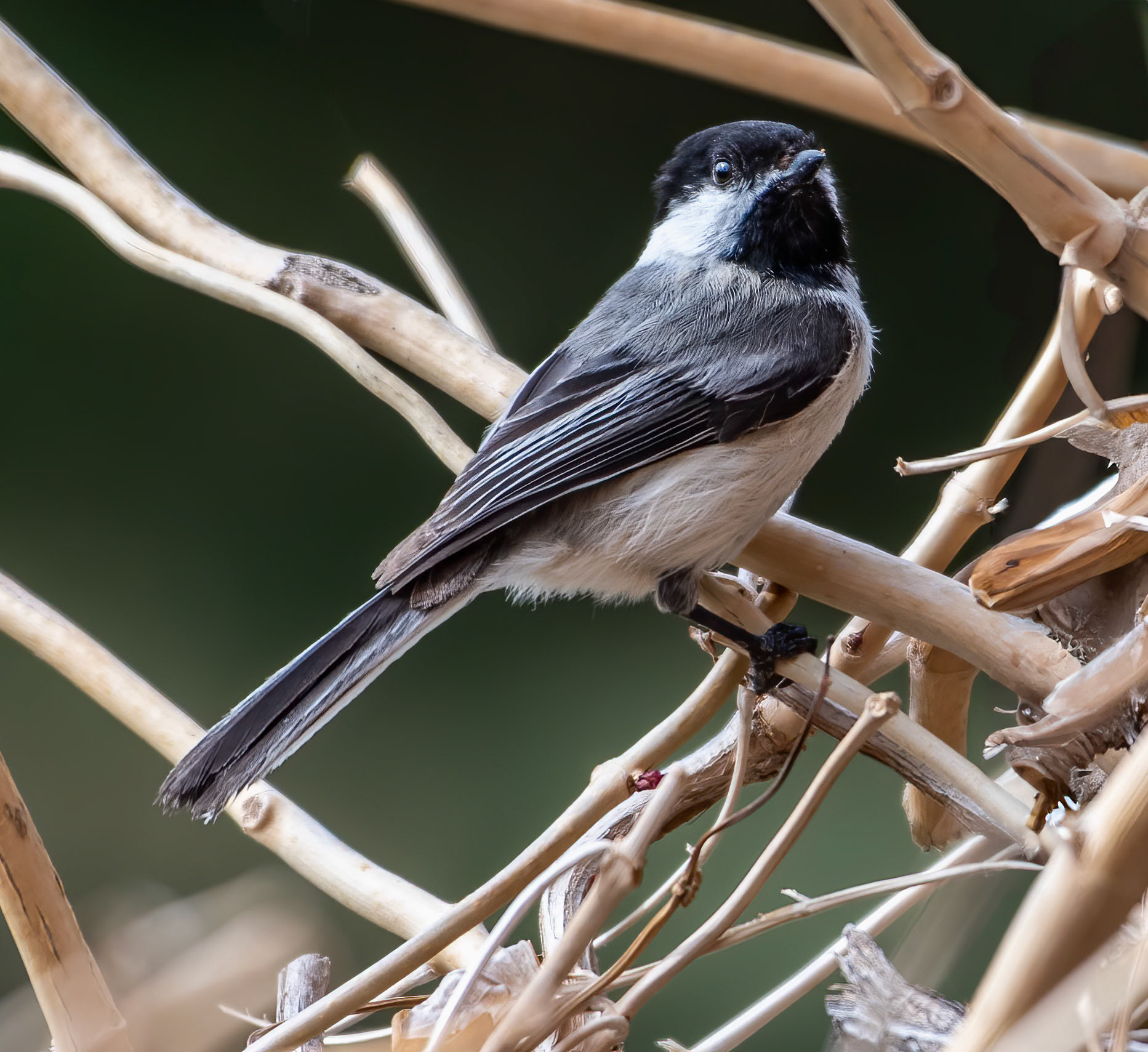 Black-capped Chickadee (Poecile atricapillus)