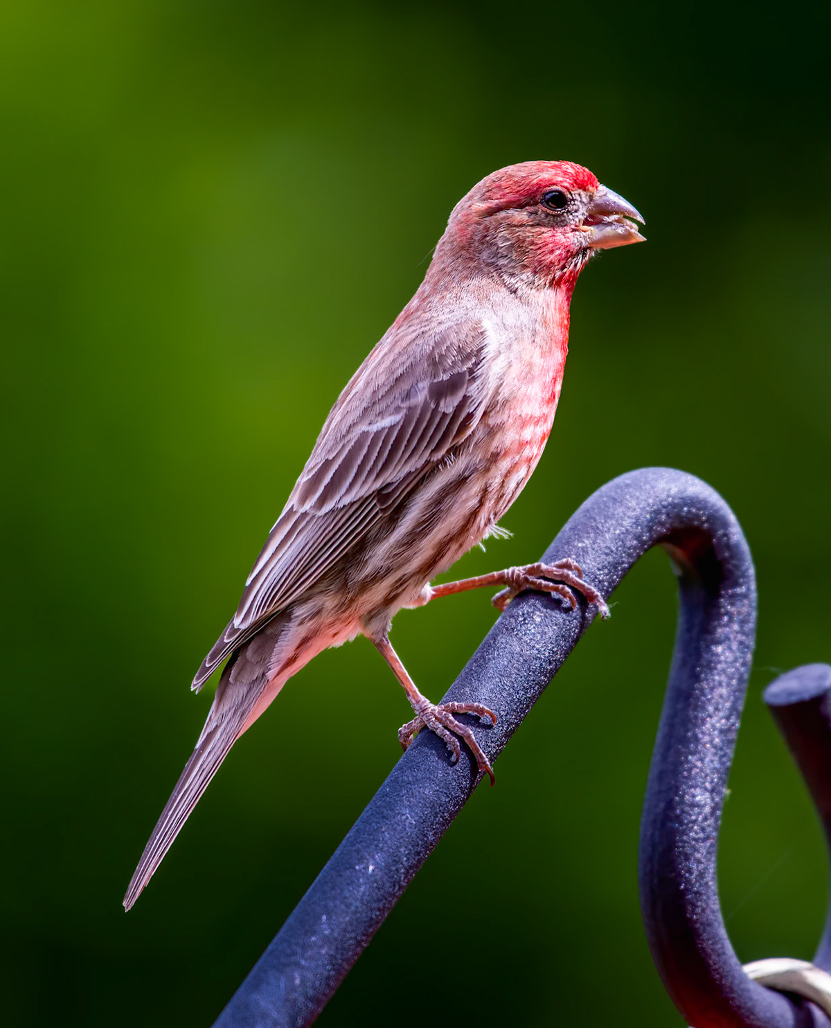 House Finch [Haemorhous mexicanus] Looks like a kid fighting with a jaw break candy :-D