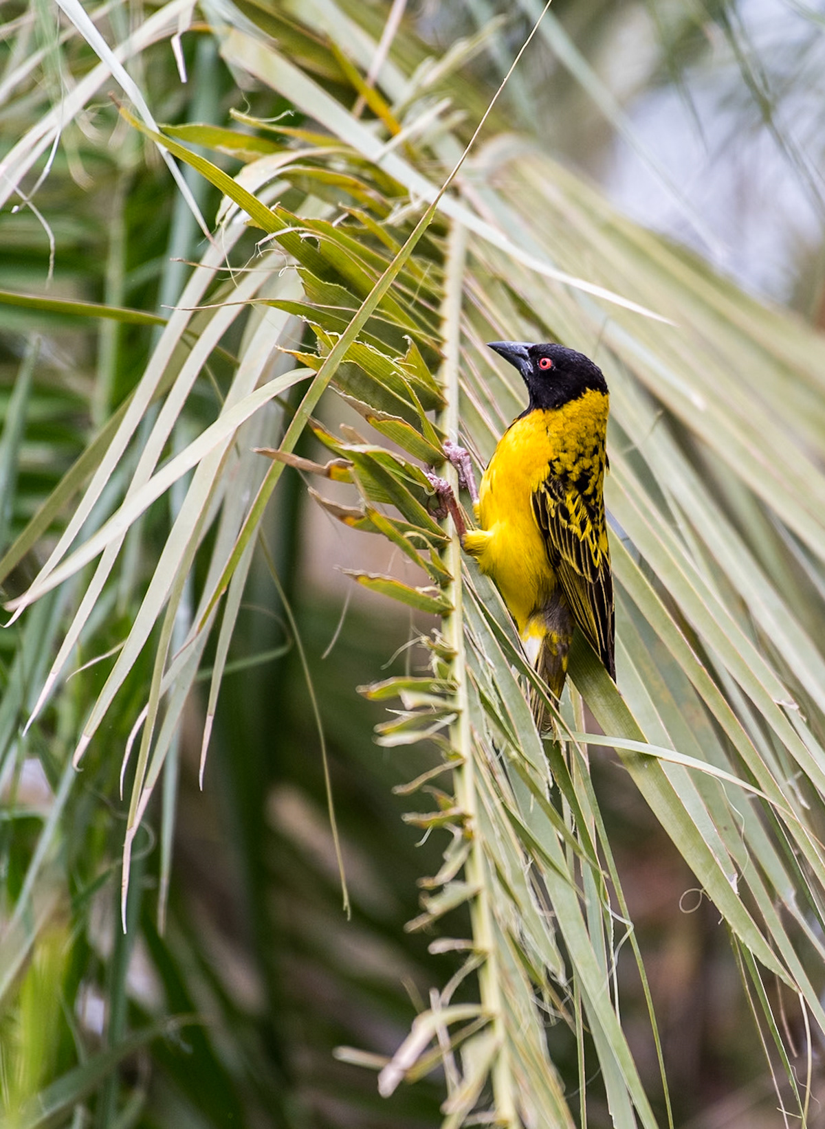 Zimbabwe: Southern Masked Weaver (Ploceus velatus). The acrobatics involved in building the nests are impressive. Here's a few shots of that process.