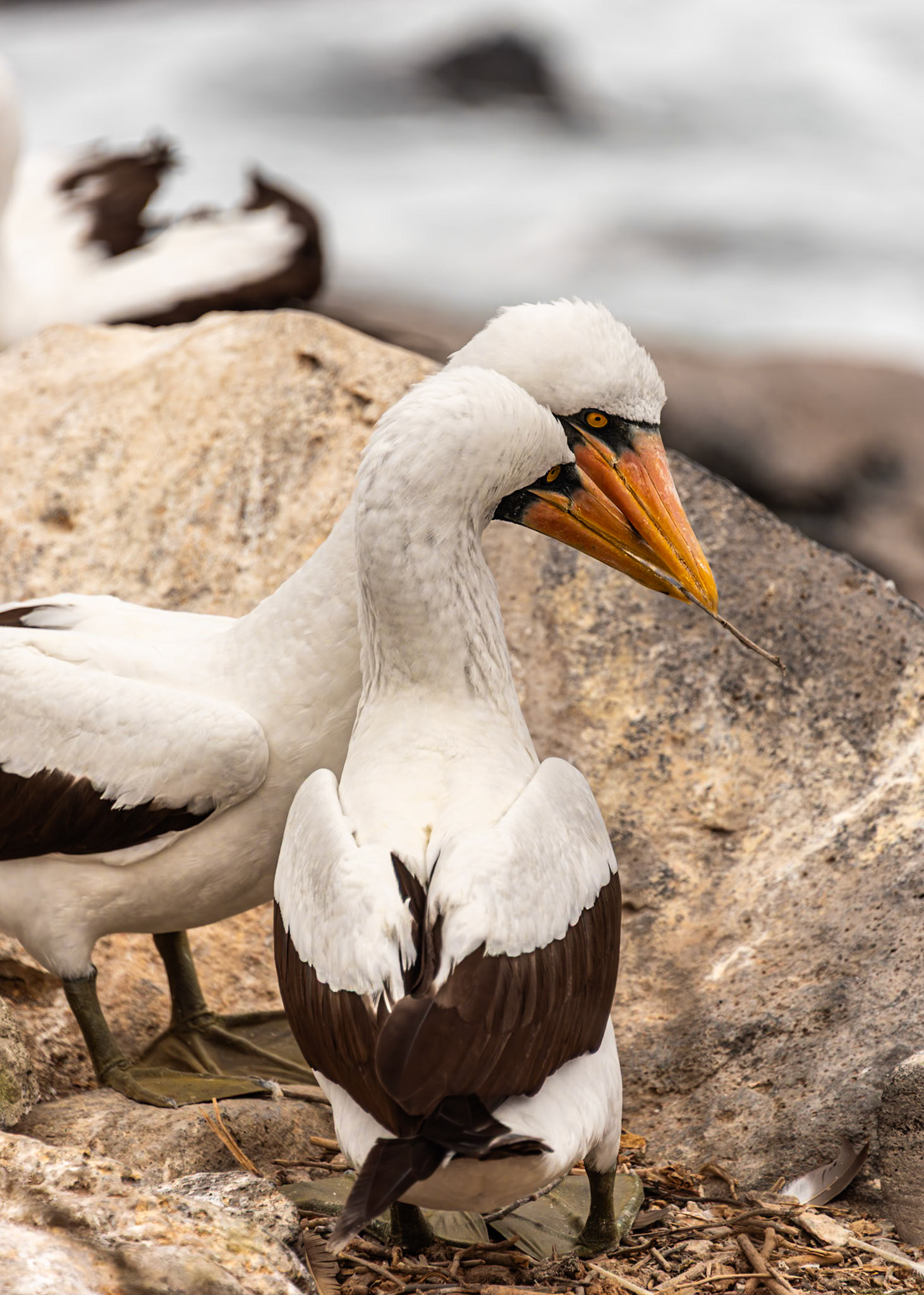 Nazca Booby (Sula granti). Here's a couple passing twigs to build their nest