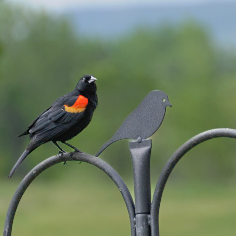 Red-Winged Blackbird (Agelaius phoeniceus)