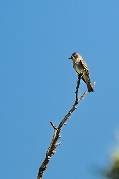 possibly Olive-sided Fycatcher (Contopus cooperi)