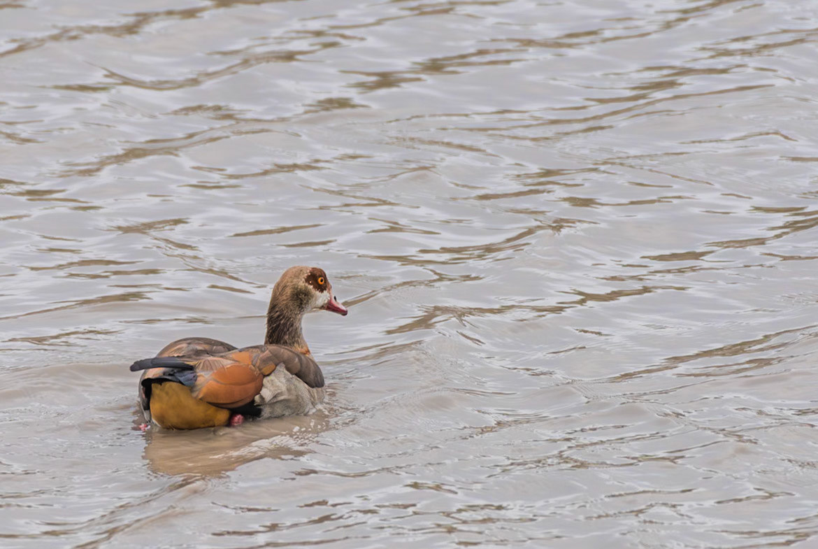 South Africa - Egyptian goose (Alopochen aegyptiaca)