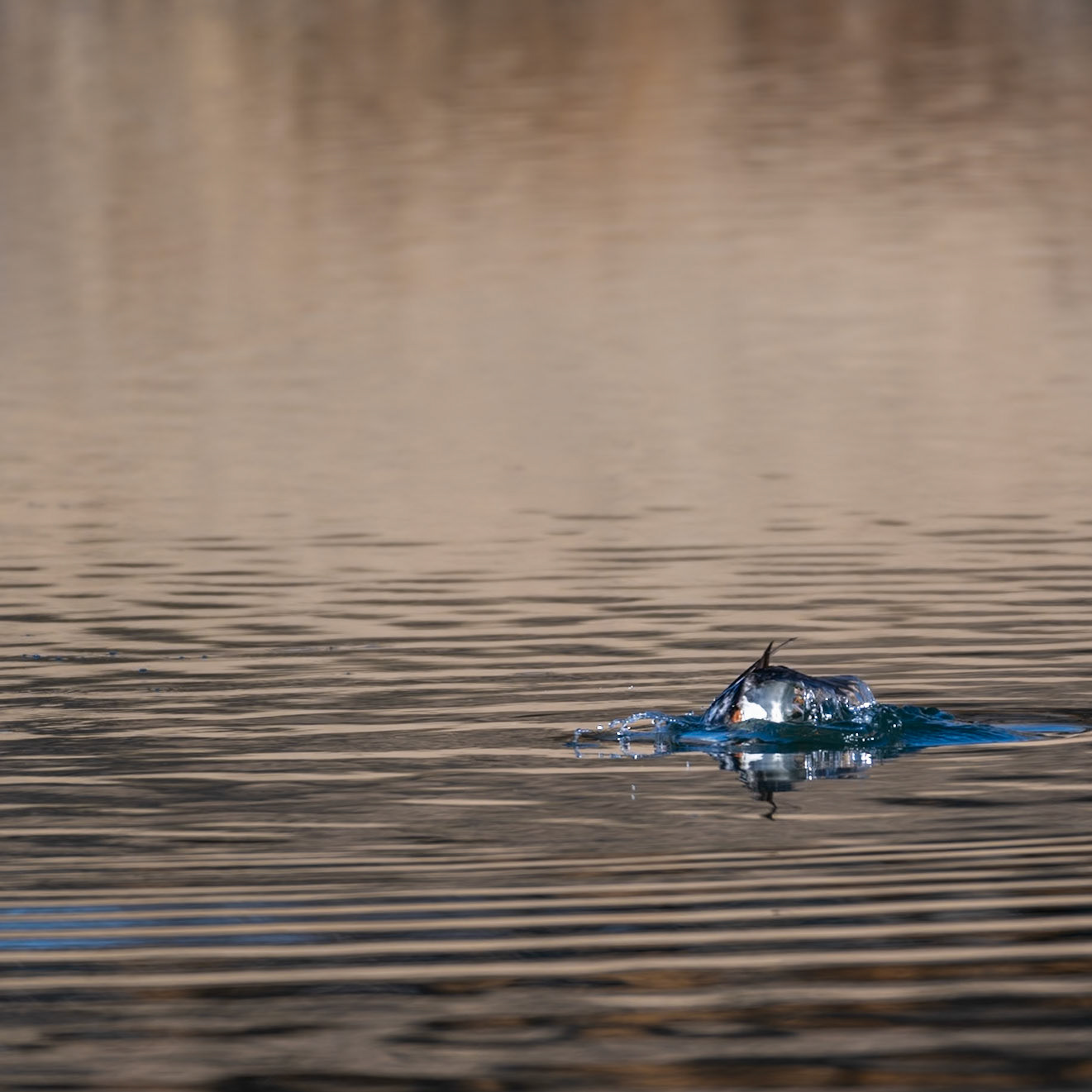 Common Goldeneye - Immature Male - Diving sequence
