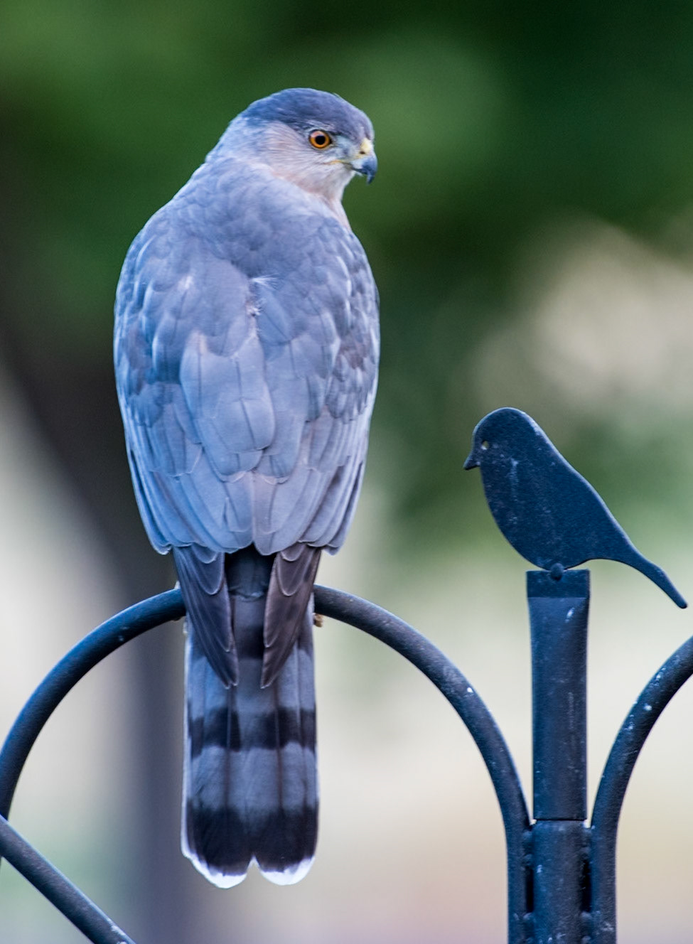 Cooper's hawk at our bird feeder. It's good to know the "bird feeder" is working :-O