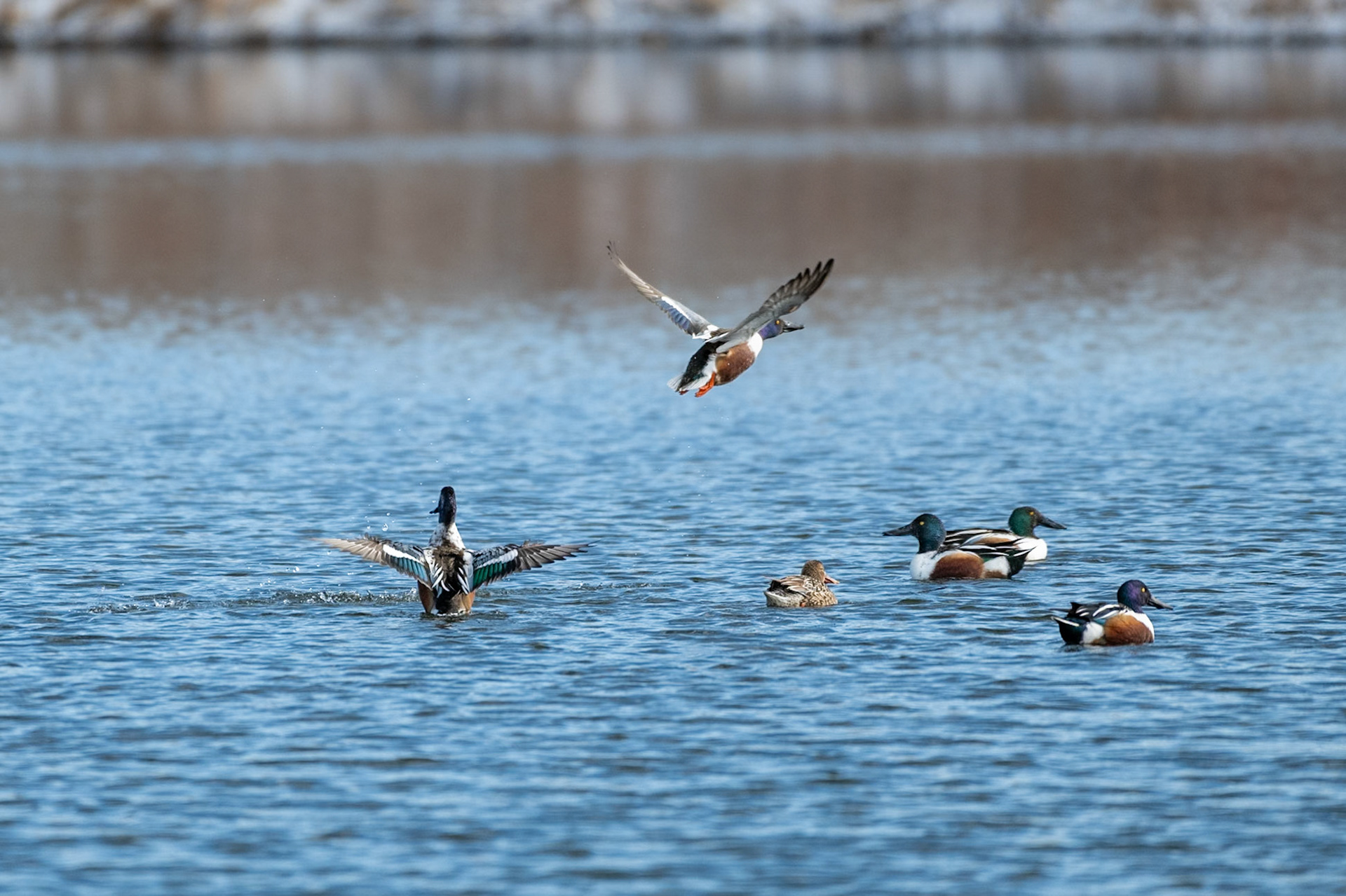 I enjoyed the sequence as displayed the pattern and colors of the plumage