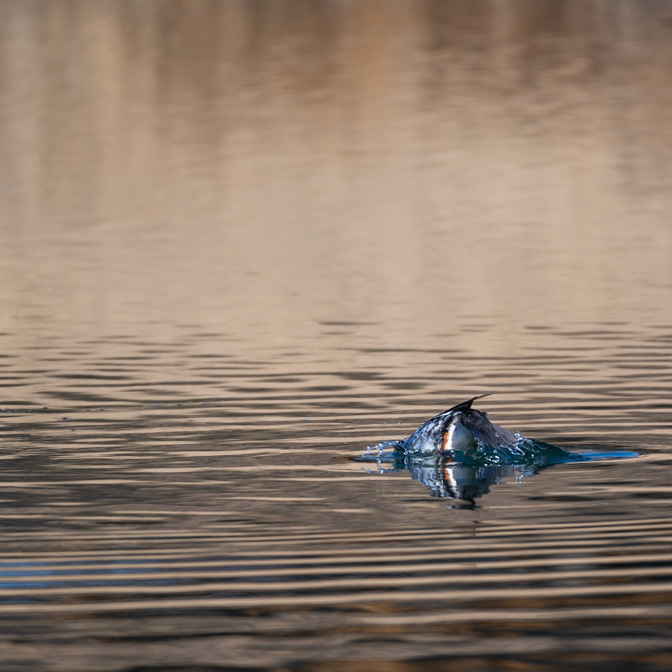 Common Goldeneye - Immature Male - Diving sequence